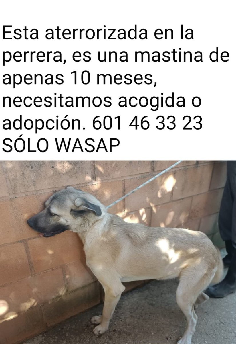 MarioliRm's tweet image. Esta aterrorizada en la perrera💔🥺,urge 🚨🚨🚨acogida o adopcion,apiadate por favor🙏🏿🙏🏻🙏🙏🏿
Contacta👇🏼👇🏼