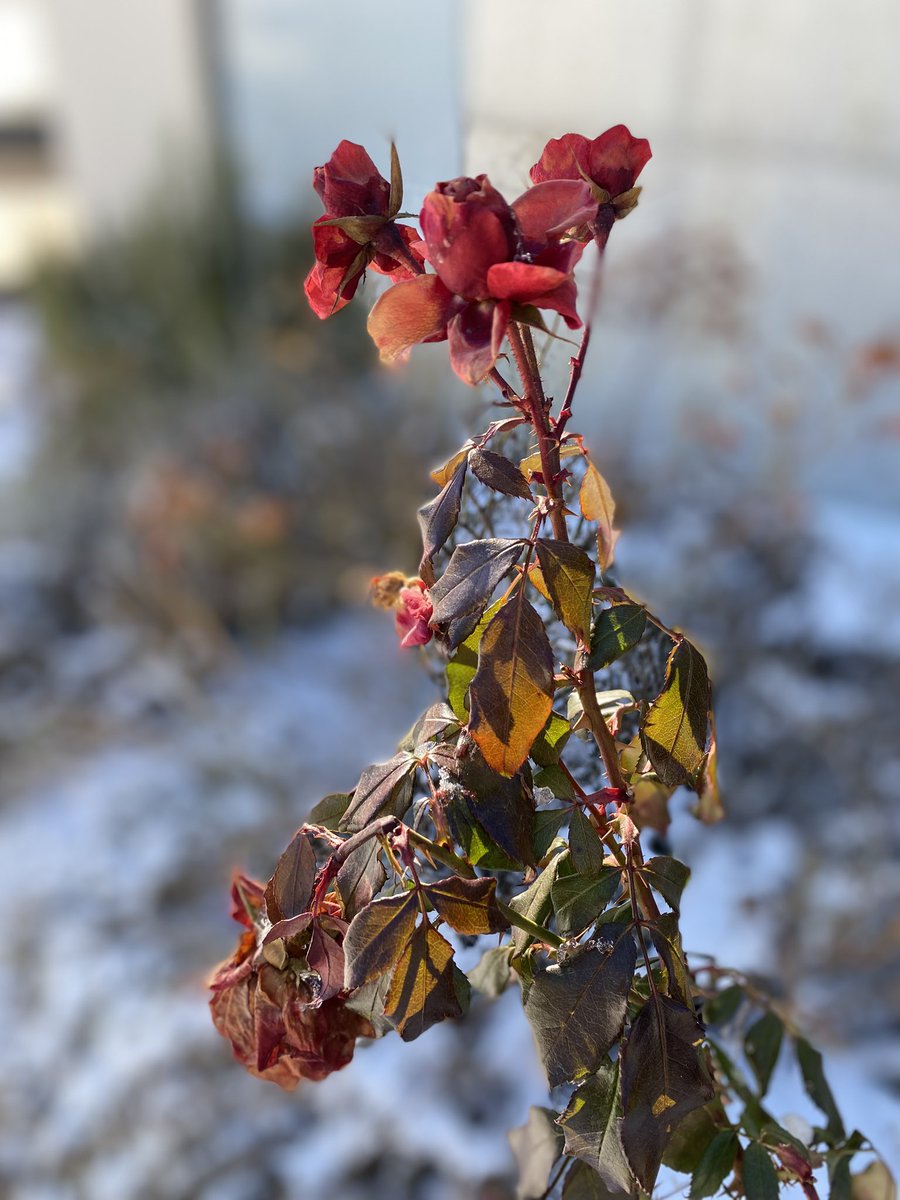 Sonia Zuccaro tweet media