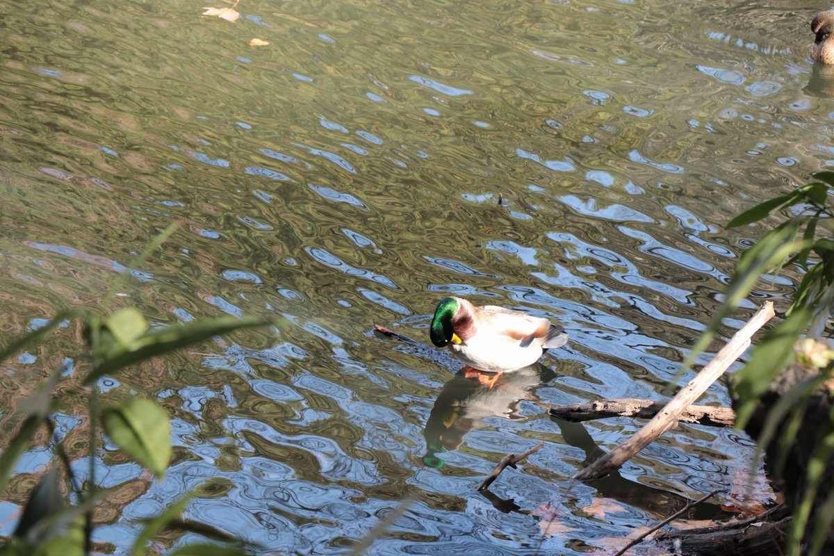 いいカメラ譲って貰ったので新宿御苑で初撮り
設定とかまるで分からんけどそれをいじることが楽しいかも
次はスマホでも撮って比較しみようかな