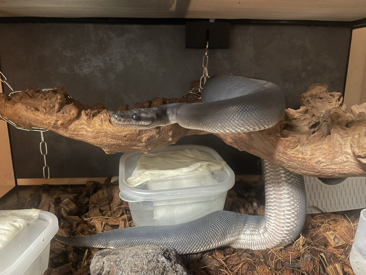 Dxxth Adder tweet media