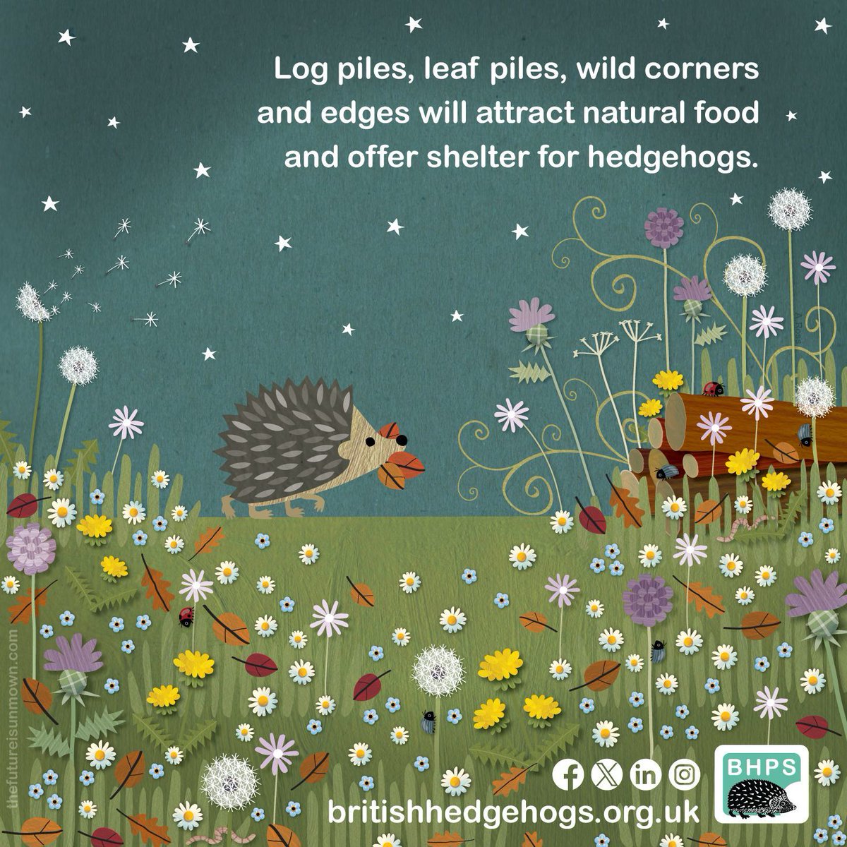 Hedgehog Society tweet media