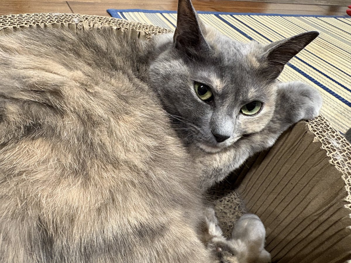 手を置くスタイルどこで覚えたのだよ、ねこさま！ #猫のいる暮らし