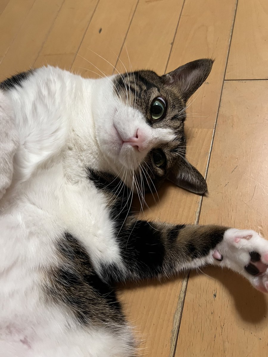 Post by ミスタァ@プリレコ15B-23配置 on X: ねこ