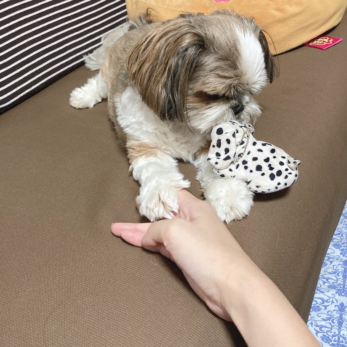 犬2匹 (@2inuinu) / Posts / X