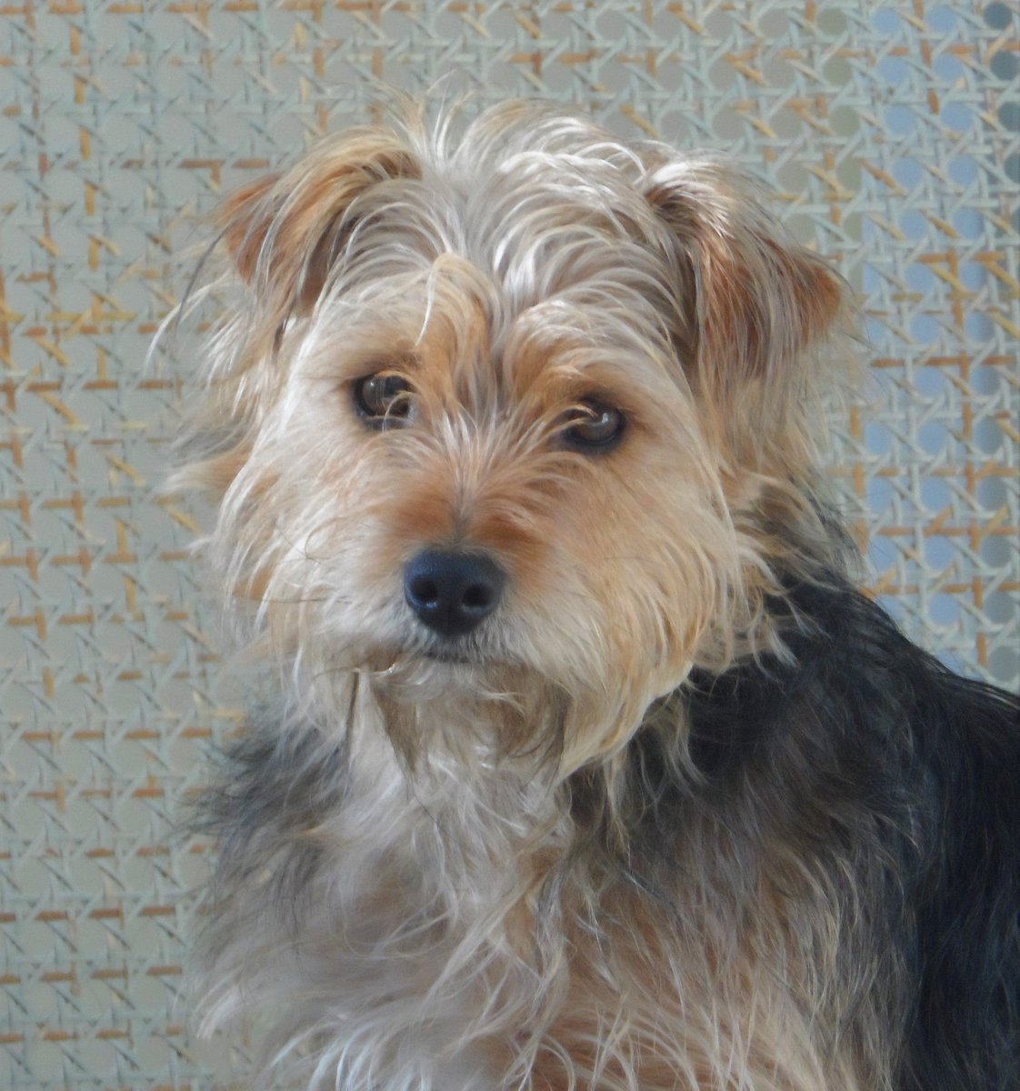 Dora's Diary Jan/Feb 2026 is now live on sixtyplusurfers.co.uk under Pet Care. #pets #dogsofX #dogs #tweetsofdogs #Dogs #BestinDogs