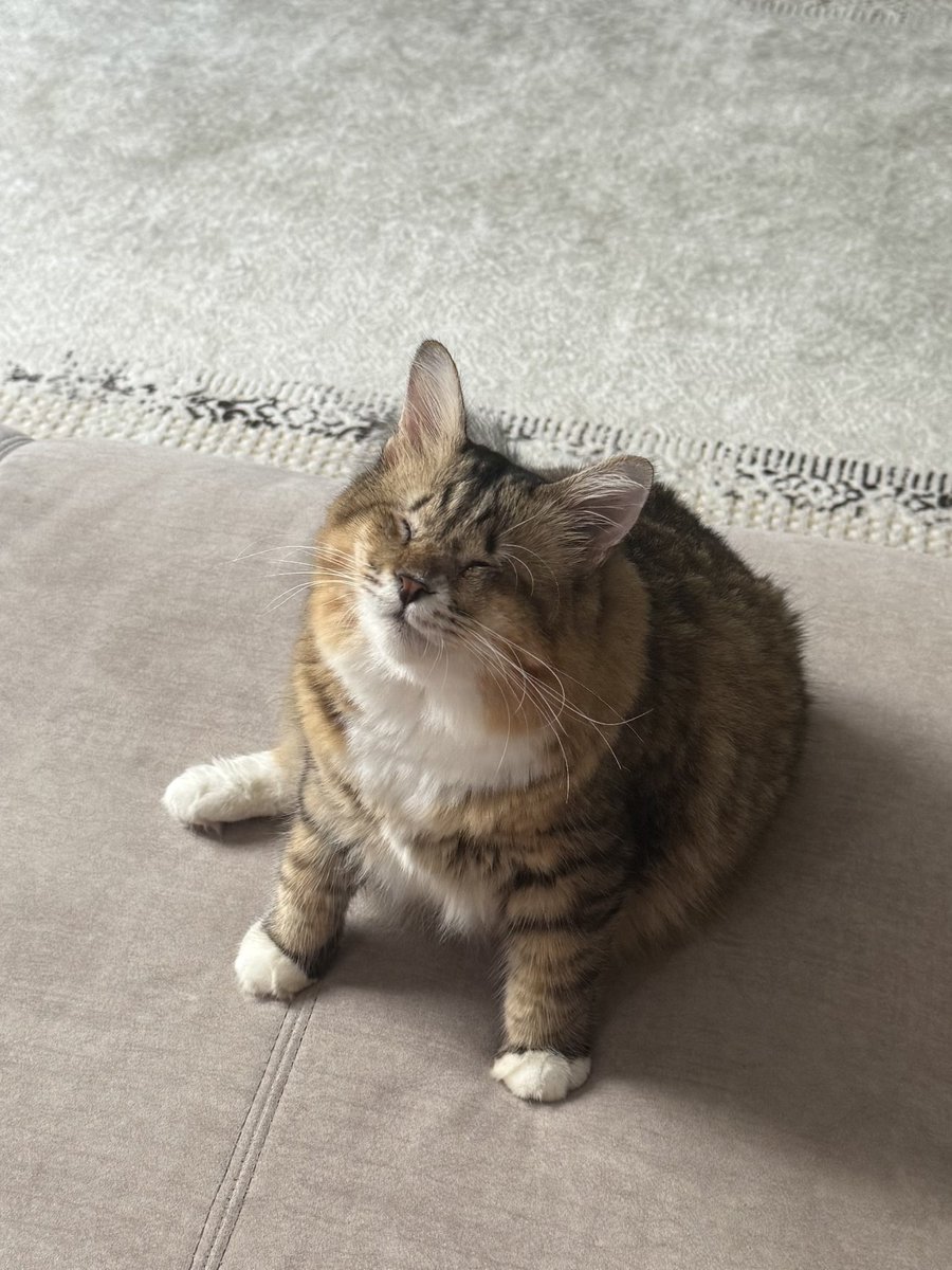 nxjwanasir's tweet photo. Kadang tak sampai hati nak bagi tau Shadow “kakak pergi kerja dulu ok” sebab muka dia akan sedihhhhhhhhh sangat 😫 https://t.co/2TaIJcbdRL