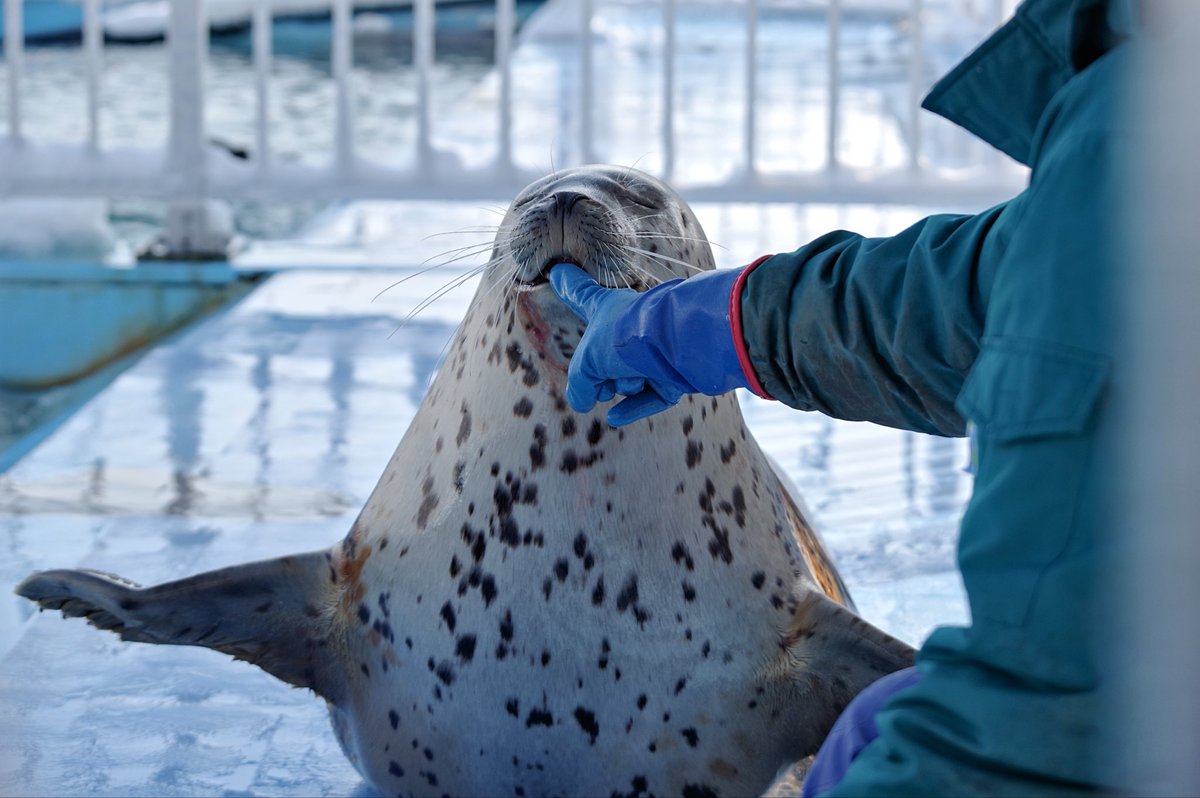 trmrmeer's tweet image. 2025.12.22

んー！べぇー！

#とっかりセンター 
#ゆうた