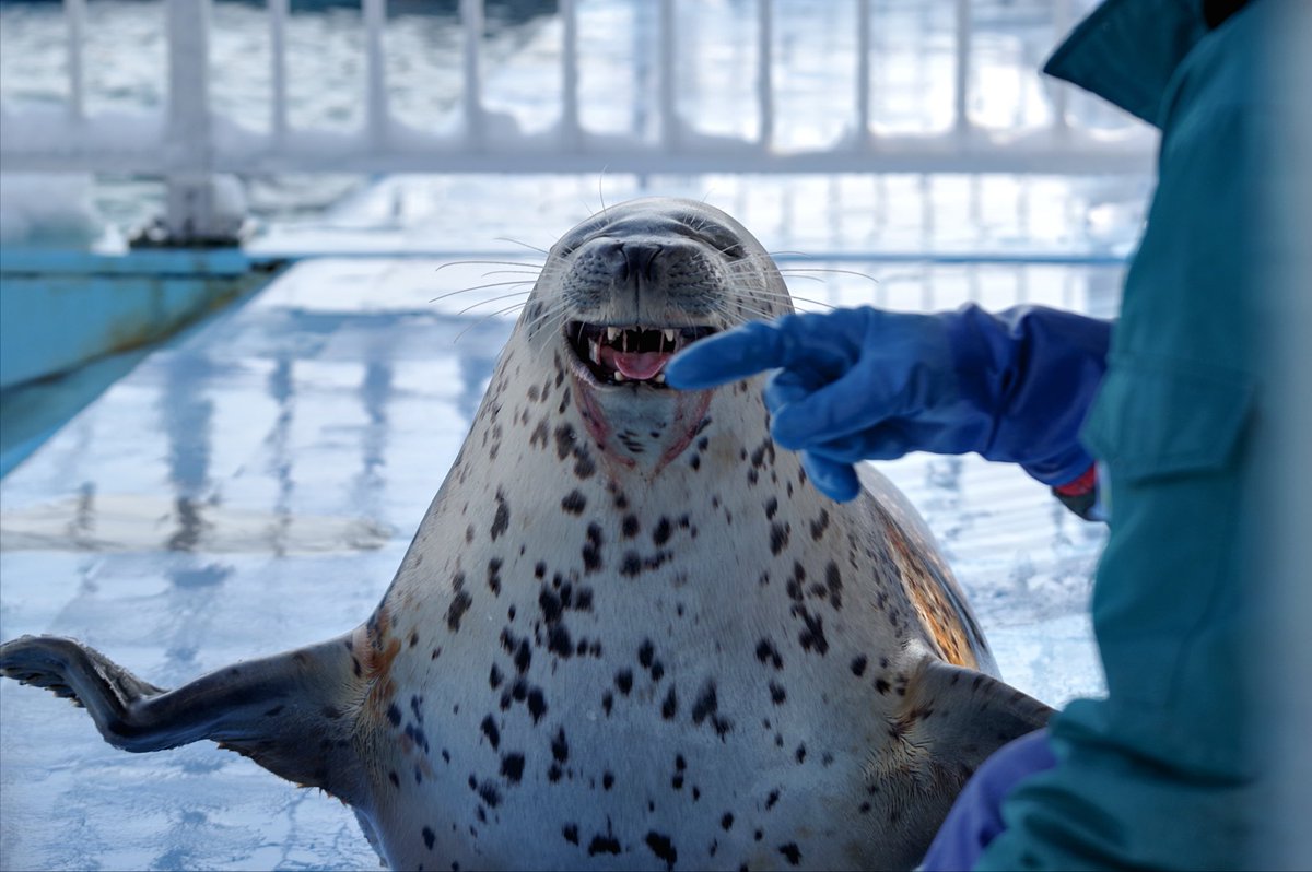 trmrmeer's tweet image. 2025.12.22

んー！べぇー！

#とっかりセンター 
#ゆうた