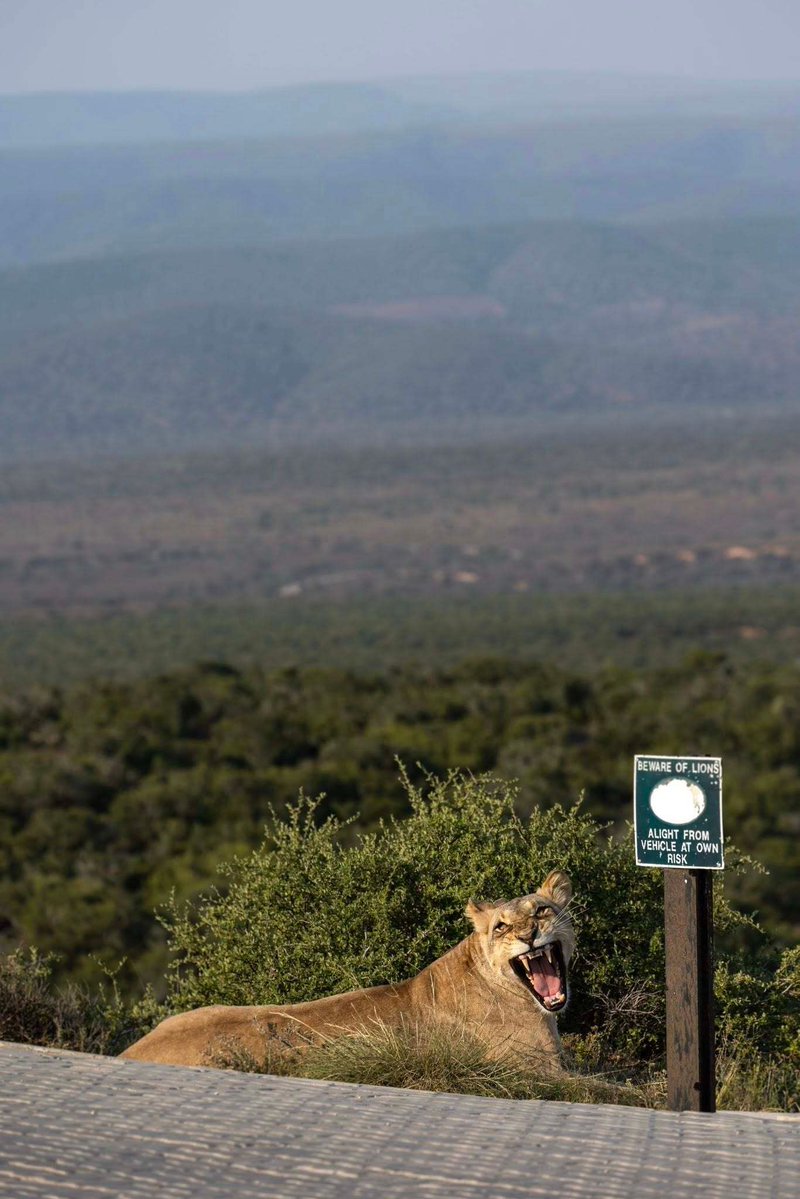 SANParks's tweet image. 📷 Damon Hoskin 📍#AddoElephantNationalPark #LiveYourWild #WildBackyard #nature #wildlife #wildlifephotography