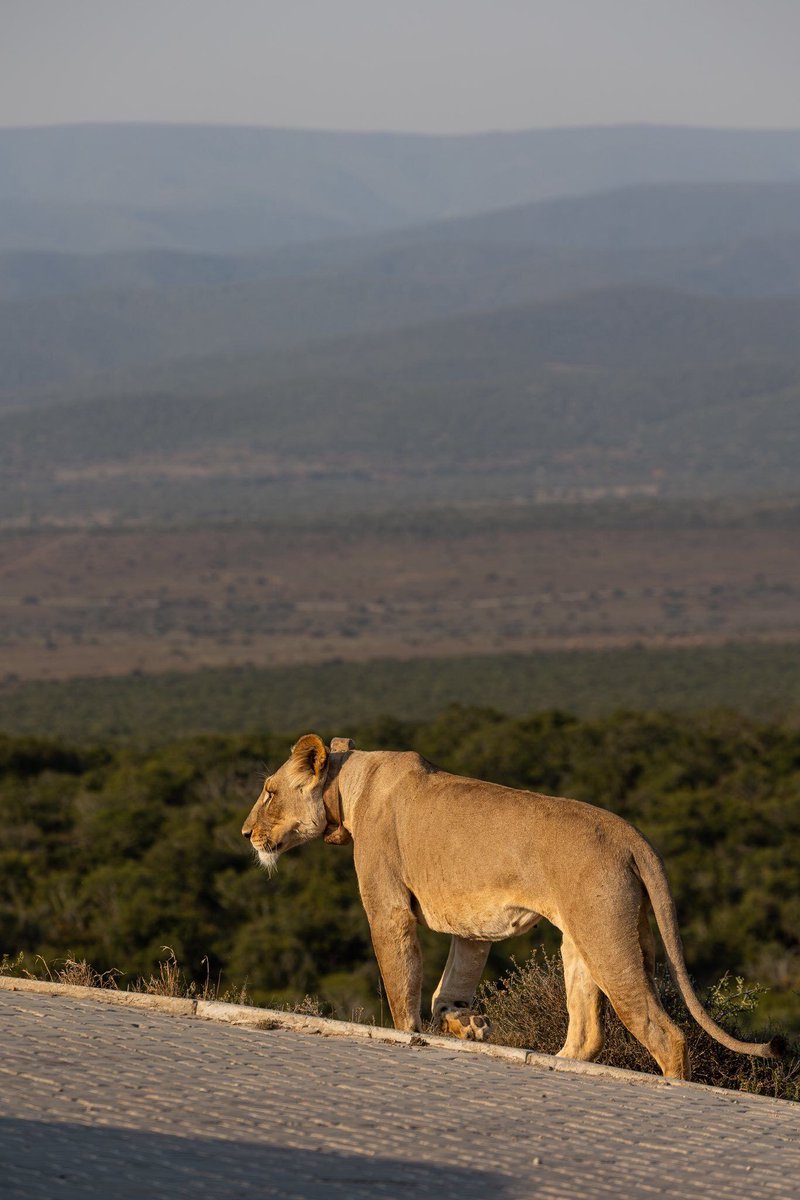 SANParks's tweet image. 📷 Damon Hoskin 📍#AddoElephantNationalPark #LiveYourWild #WildBackyard #nature #wildlife #wildlifephotography