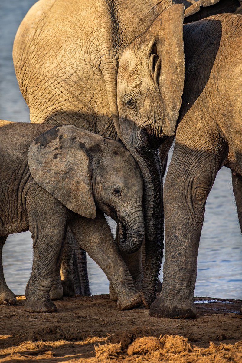 SANParks's tweet image. 📷 Damon Hoskin 📍#AddoElephantNationalPark #LiveYourWild #WildBackyard #nature #wildlife #wildlifephotography