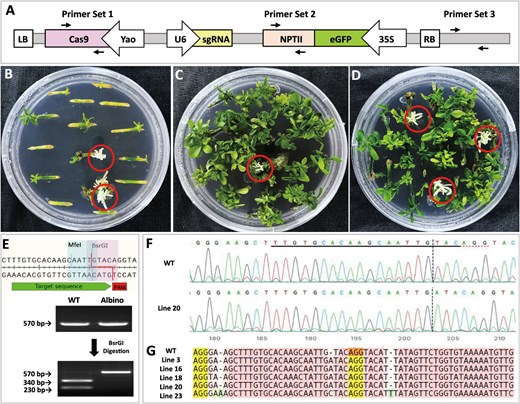 Hortres's tweet image. New method boosts transgene-free gene editing in citrus 17-fold! Great for HLB resistance. #GeneEditing #Citrus #Agriculture @OxfordJournals 
Details: doi.org/10.1093/hr/uha…