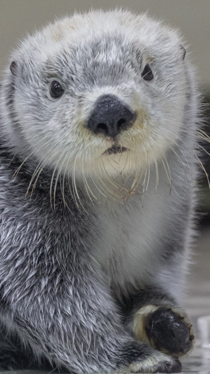 こあらら (@27_heart_27) / Posts / X