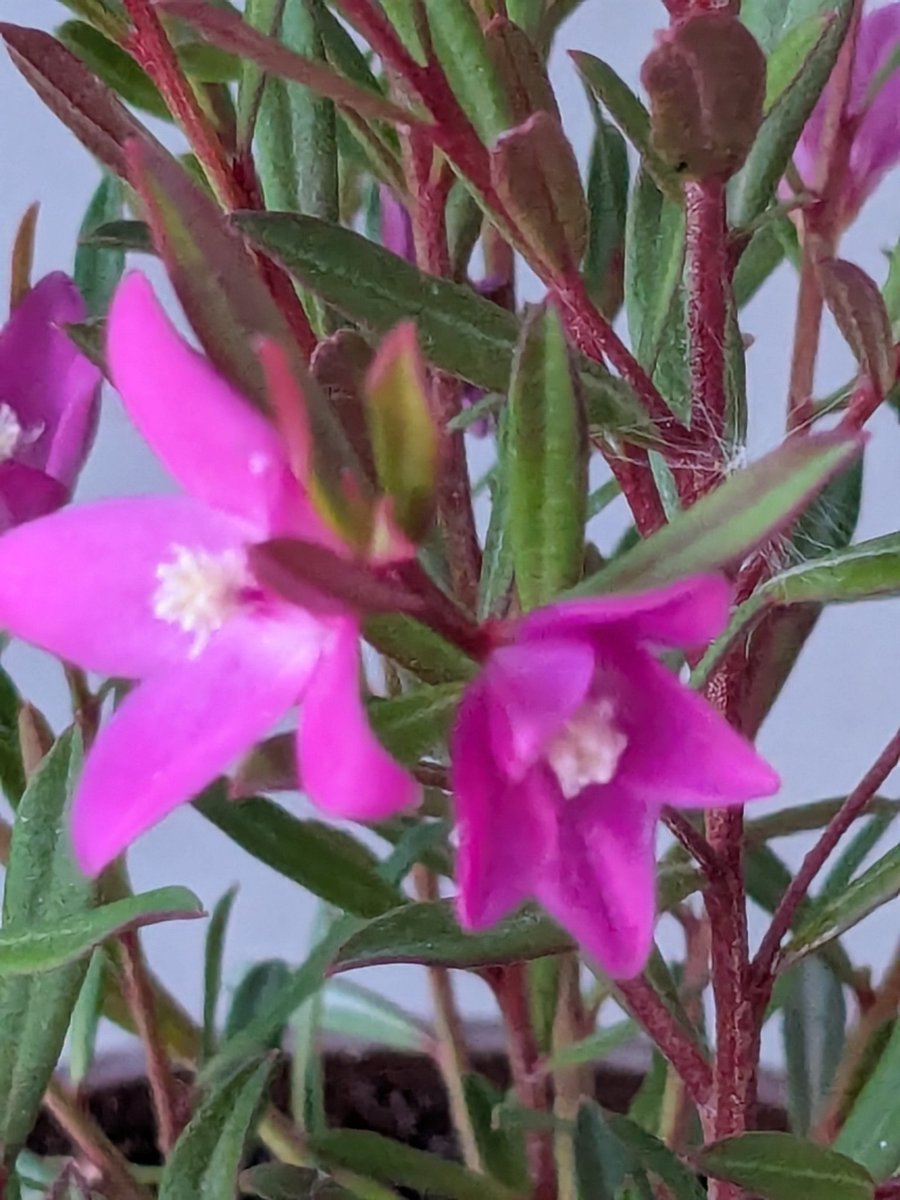 さとぴょん アニバーサリーライブ配信 終わっちゃった