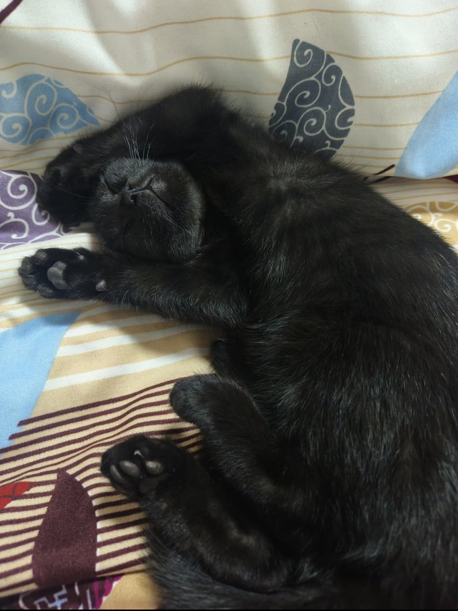 A black cat that stretches out