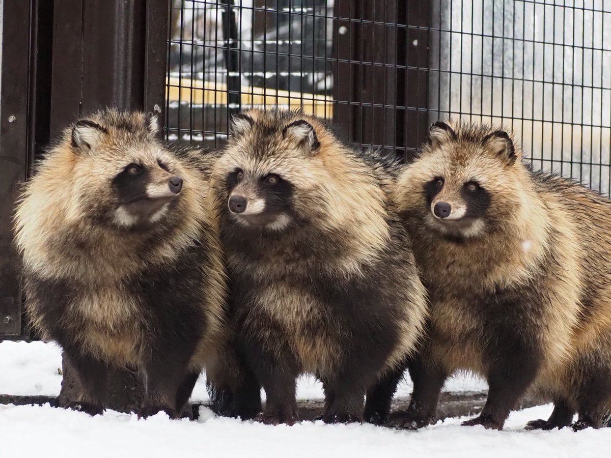 1たぬ2たぬ3たぬき！

2025年12月撮影

#旭山動物園 
#エゾタヌキ