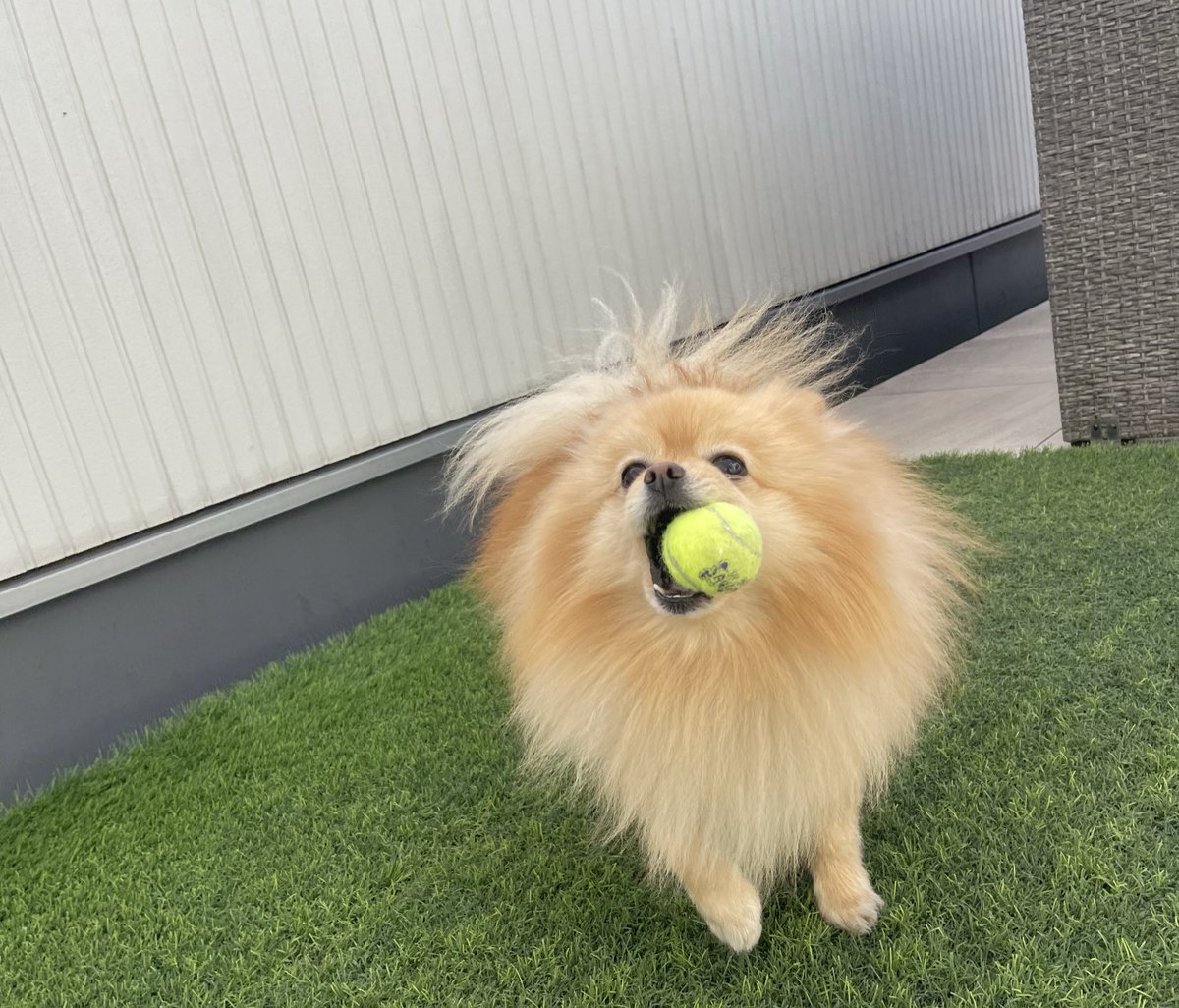 kotetsu_pom's tweet photo. 暴風前のこてぽん🏠🦖🐾 https://t.co/KDTmoCfwav