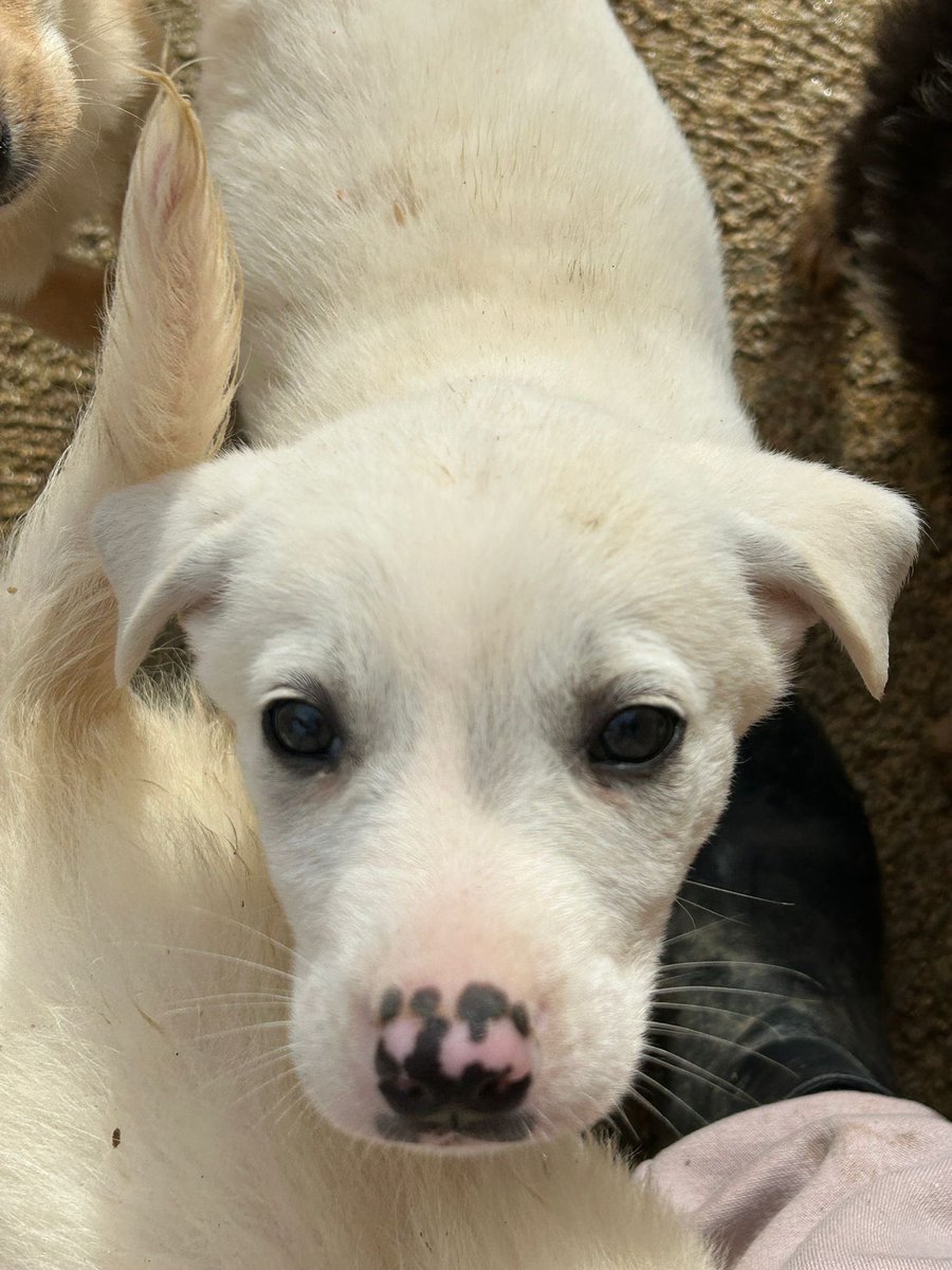 ohanarifugio's tweet image. 🐾 LINDA NON LA VUOLE NESSUNO… MA PERCHÉ??

⭕ Info: PER FAVORE NON CHIAMARE. ESCLUSIVAMENTE SE REALMENTE INTERESSATI via Whatsapp al +39 327 760 7352

🚼 Data di nascita: due mesi
📏 Taglia: media (25-28 kg da adulta) 

Santa Margherita di Belice (AG), al rifugio Ohana