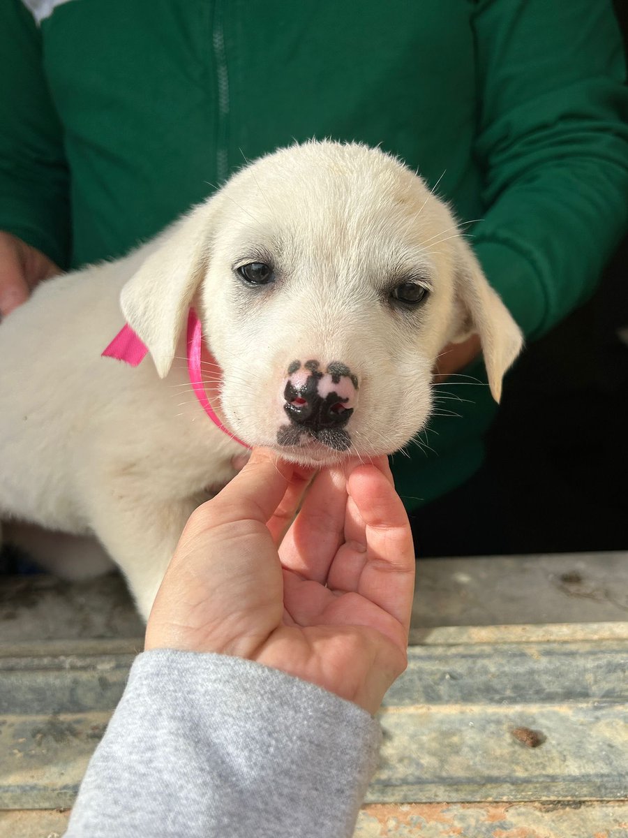 ohanarifugio's tweet image. 🐾 LINDA NON LA VUOLE NESSUNO… MA PERCHÉ??

⭕ Info: PER FAVORE NON CHIAMARE. ESCLUSIVAMENTE SE REALMENTE INTERESSATI via Whatsapp al +39 327 760 7352

🚼 Data di nascita: due mesi
📏 Taglia: media (25-28 kg da adulta) 

Santa Margherita di Belice (AG), al rifugio Ohana