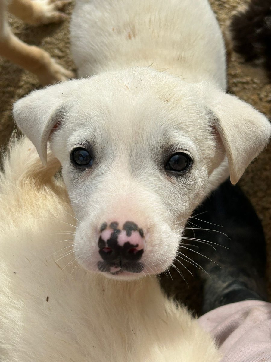 ohanarifugio's tweet image. 🐾 LINDA NON LA VUOLE NESSUNO… MA PERCHÉ??

⭕ Info: PER FAVORE NON CHIAMARE. ESCLUSIVAMENTE SE REALMENTE INTERESSATI via Whatsapp al +39 327 760 7352

🚼 Data di nascita: due mesi
📏 Taglia: media (25-28 kg da adulta) 

Santa Margherita di Belice (AG), al rifugio Ohana