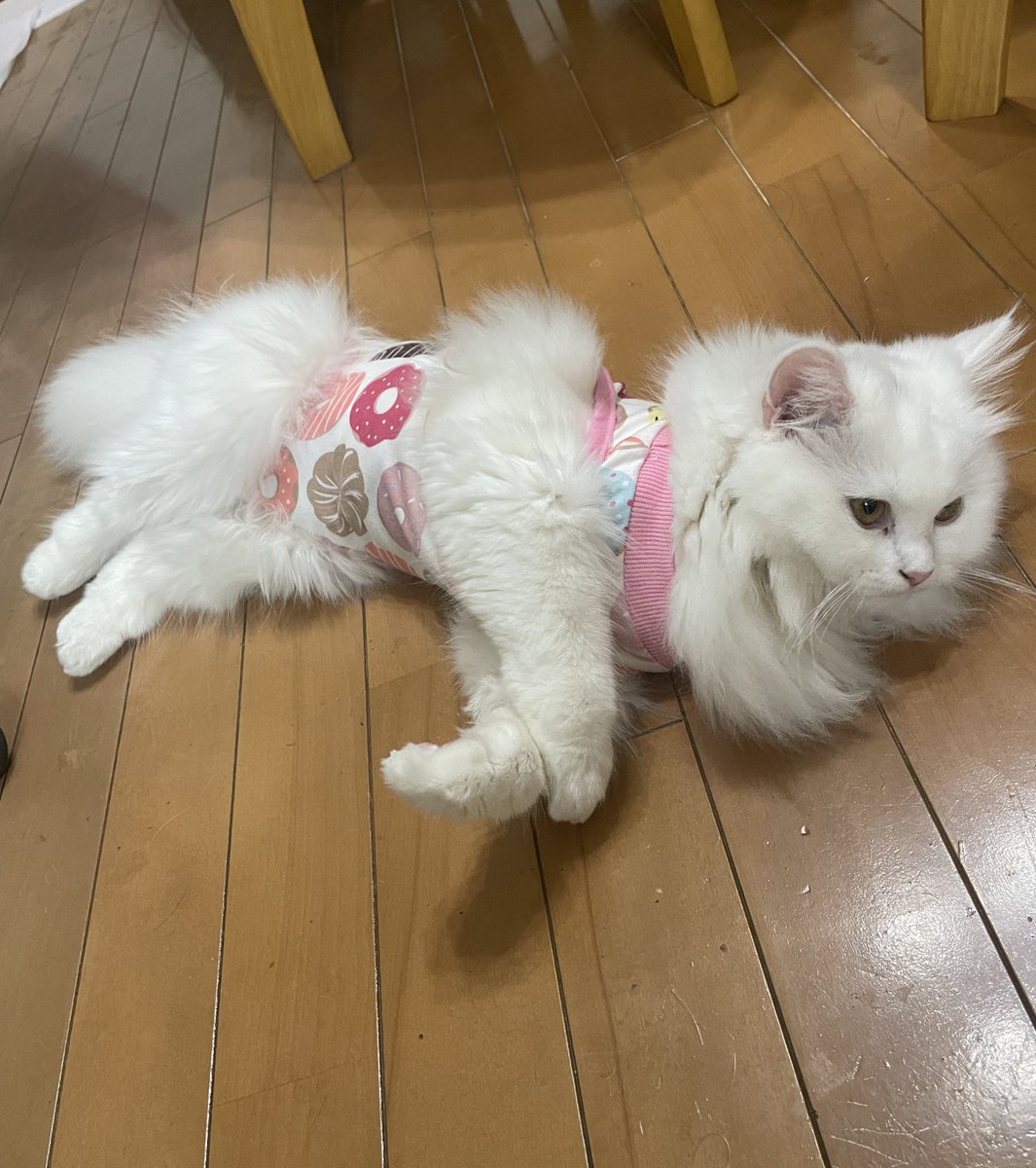 みるちゃん、無事に手術が終わり帰宅しました😮‍💨　ぷりんが大丈夫か〜？って駆け寄って側から離れない😅　みるが大好きなんだよね🥰　頑張りましたね！一安心。
術後着もなんか面白いけど、可愛いよ💕
#サイベリアン　#白猫　#ミヌエット