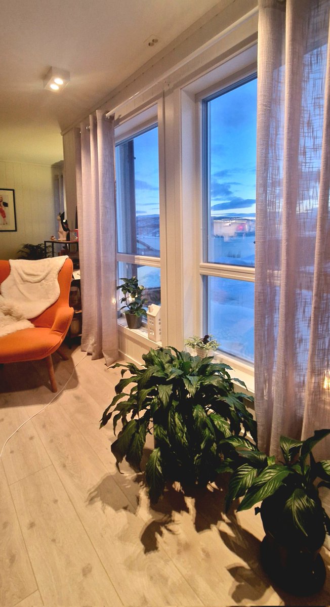 NorthernFrom's tweet image. Уфф. 2 часа ушло на ёлку и подметалку. На этом мои полномочия всё. 😊 Завтра первый восход солнца обещают на 5 минут. ☀️