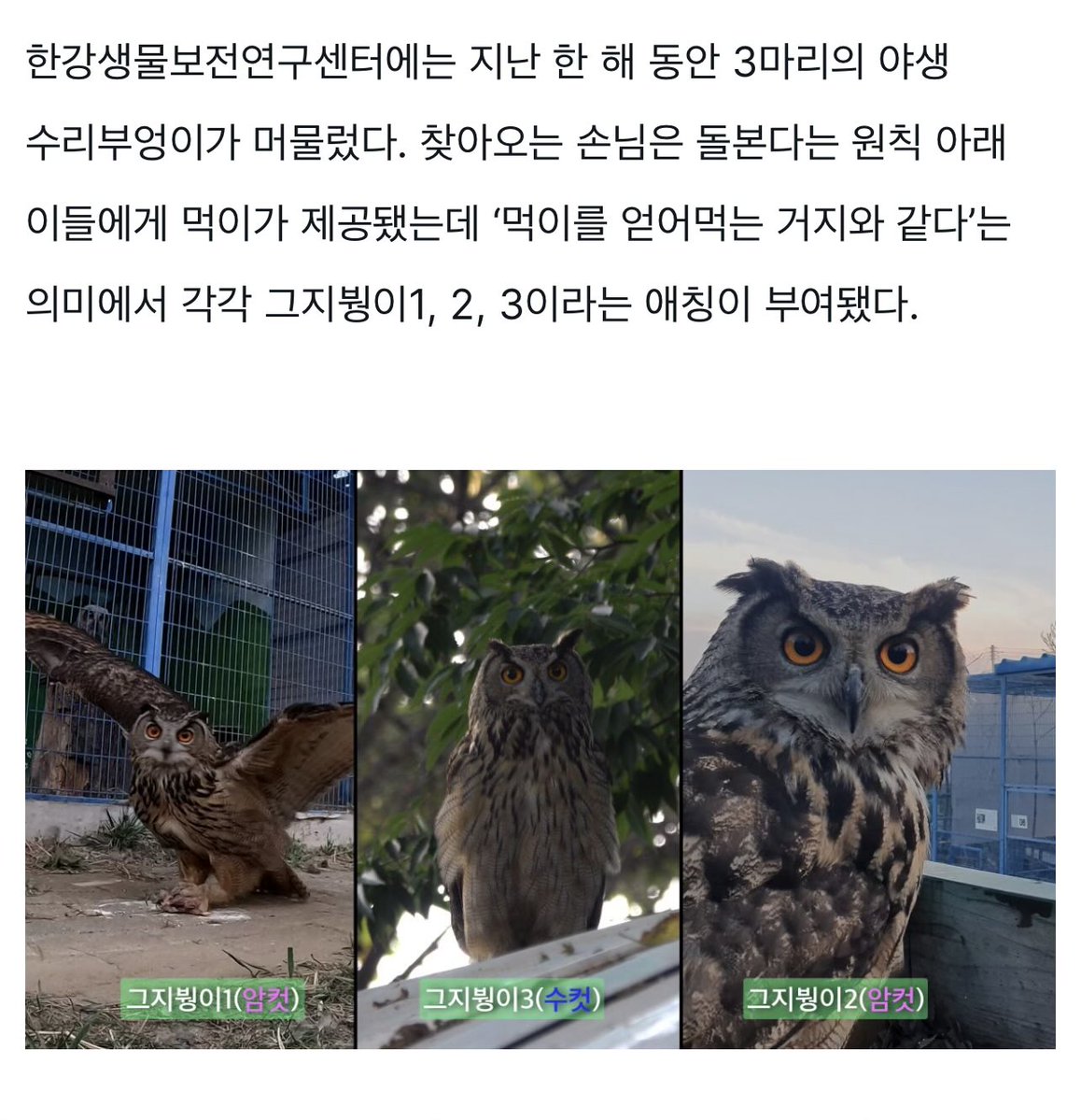 애틋한 제목에 눌러봤는뎈ㅋㅋㅋ 그지붱이라니 아 거 너무한거 아니요 센터양반 ㅋㅋㅋㅋㅋ