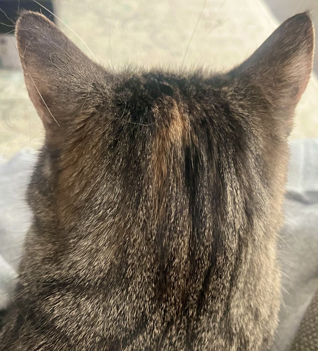 The tortoiseshell blob on the back of my head (which matches my ‘someone else’s leg’) is looking very fancy at the moment.