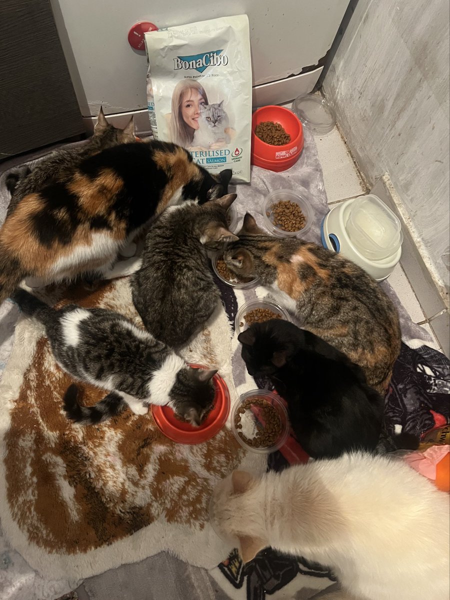 Havalar ısınana kadar misafirimiz olan bebekler Çekilişten kazandığımız hediye mamalarımızı çok sevdiler… <a href="/BONACIBO/">Bonacibo Cat & Dog Food</a> teşekkür ederiz 🙏🏼❤️