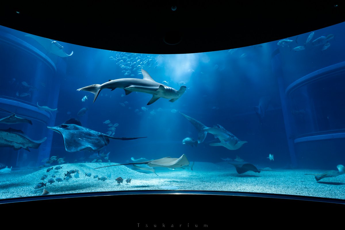 tsukarium's tweet photo. 海遊館の大水槽
あなたはどの高さから眺めるのが好きですか？
(タップすると高さ順に並びます)