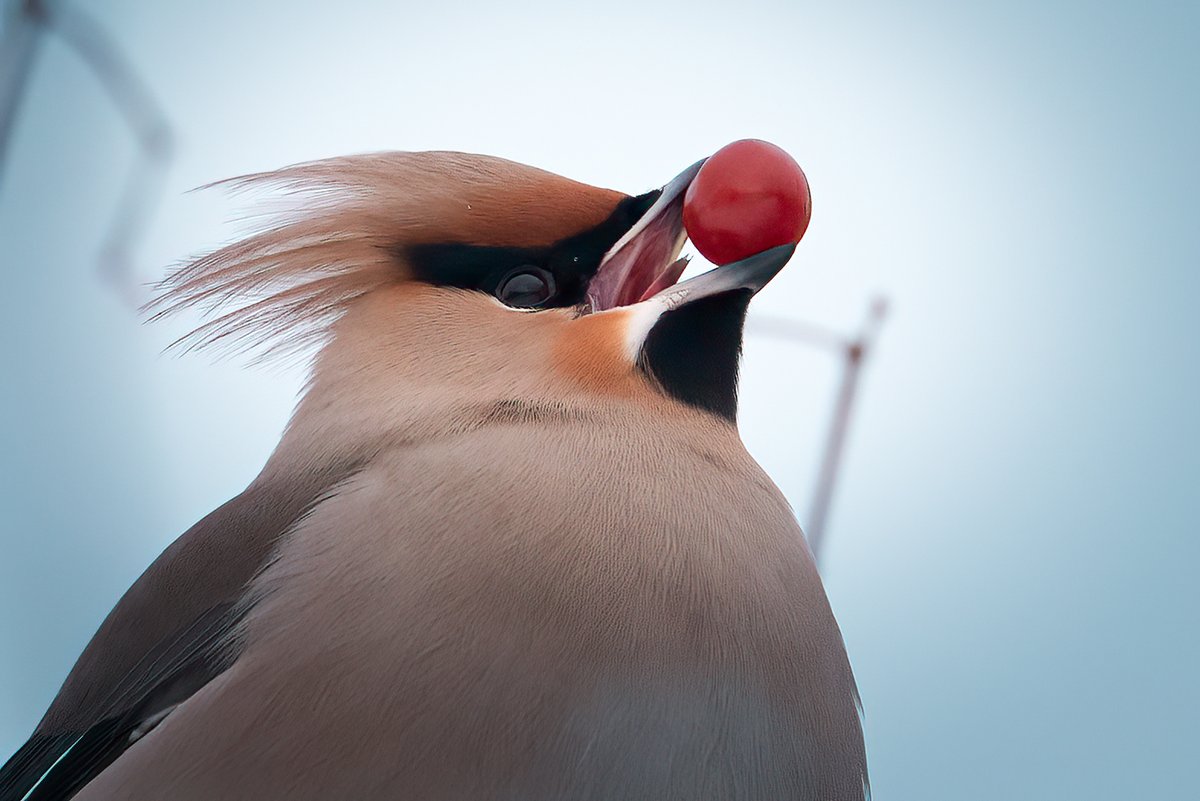 Šodienas foto modeles - zīdastes (11.01.2026, Rumbula)
#Bombycillagarrulus