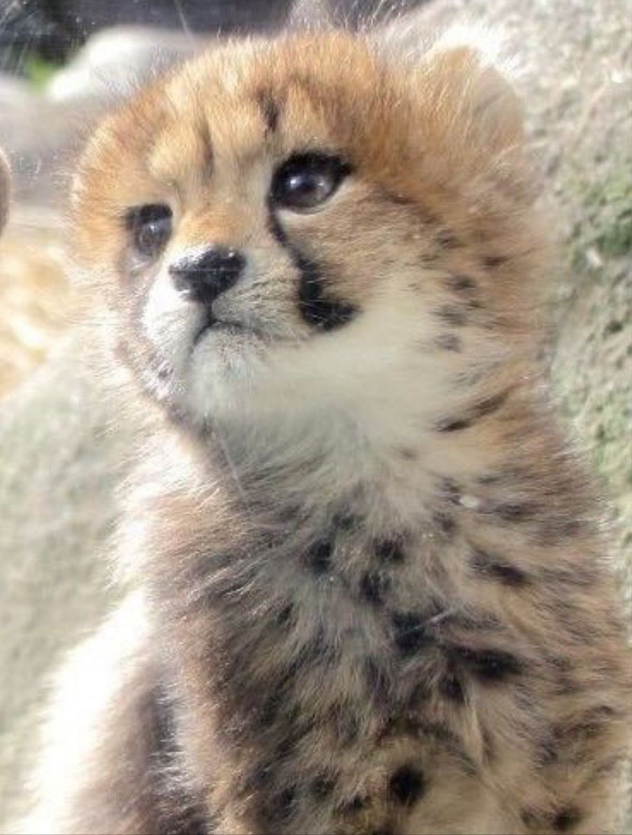 arlynjong's tweet image. อ้อนแบบนิเยย 🥺🥺🥺🥺🥺🥺🥺🥺🥺🥺🥺🥺🥺🥺🥺🥺🥺🥺🥺