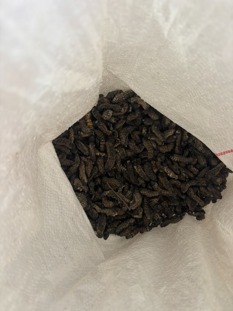 Mr Rre Showa tweet media