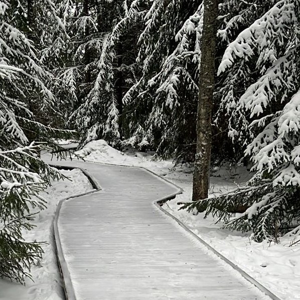 Tapalap's tweet photo. Kuulostaa mielenvikaiselta kertoa olleensa metsässä tekemässä lumitöitä, mutta toisaalta se on ihan hauskaa ja ehdottoman hyvää hyötyliikuntaa. #korametsä #koira #talvi #yrittäjyys https://t.co/TFtPsN6tKQ