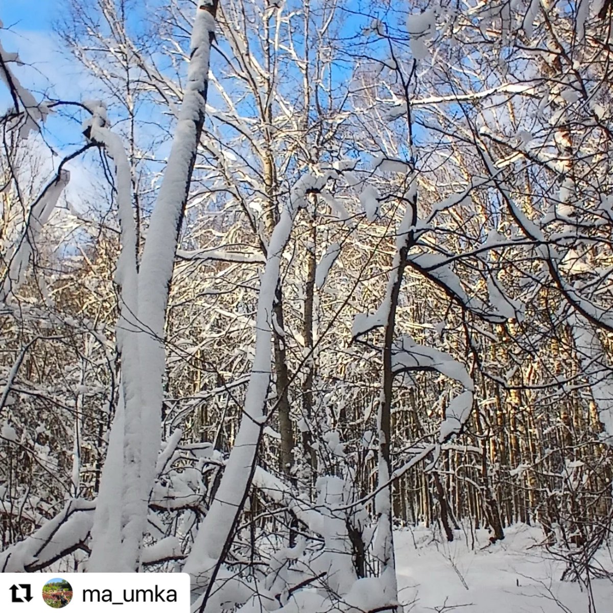 savebitza's tweet image. Битцевский лес, Москва