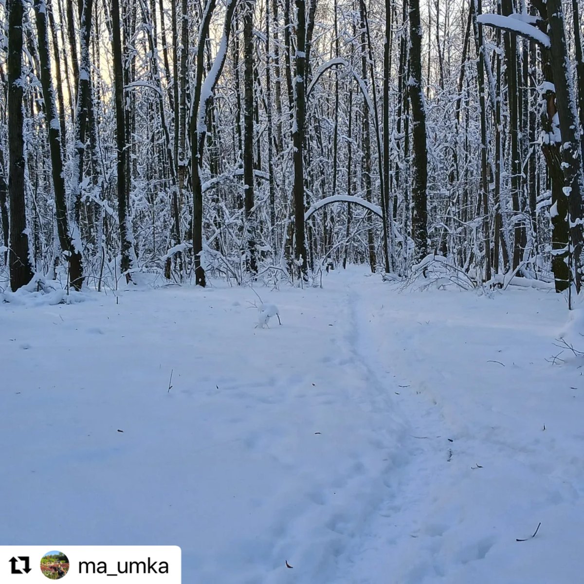 savebitza's tweet image. Битцевский лес, Москва