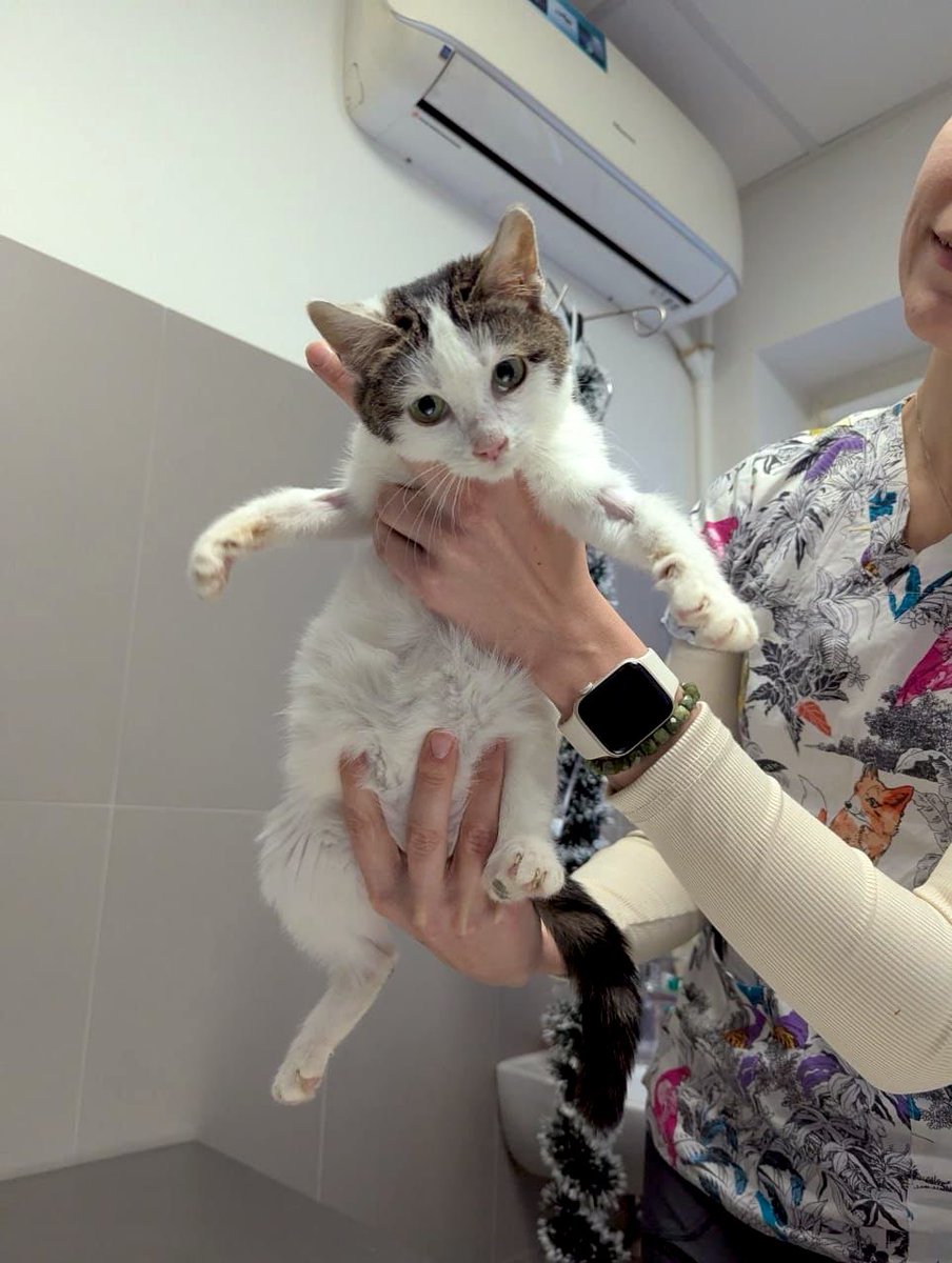 UPD 11.01.2026.: mazā aktīviste ir mazlietiņ ūdenszāle - tik kustīgu un lokanu mazu bērniņu sen neesam satikuši un tāpēc iemūžināt viņu bildēs mums sanāk visnotaļ virtuozās pozās ārsta kabinetā.

Strīpiņai ir apstiprināts FIP, šobrīd esam uzsākuši ārstēšanu, kas ilgs 84 dienas -