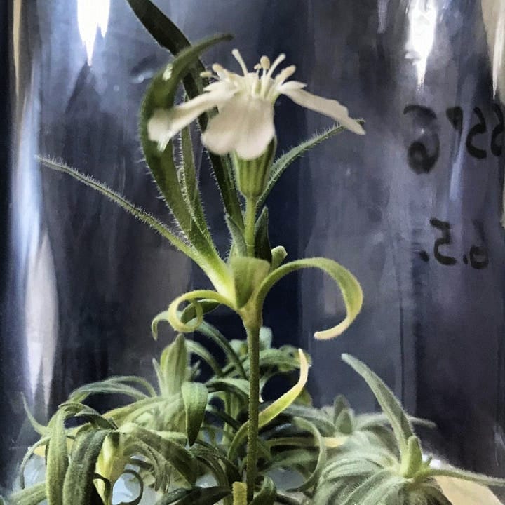 BiancoDavinci's tweet image. This is a 32,000-year-old plant that was revived from the Siberian permafrost.