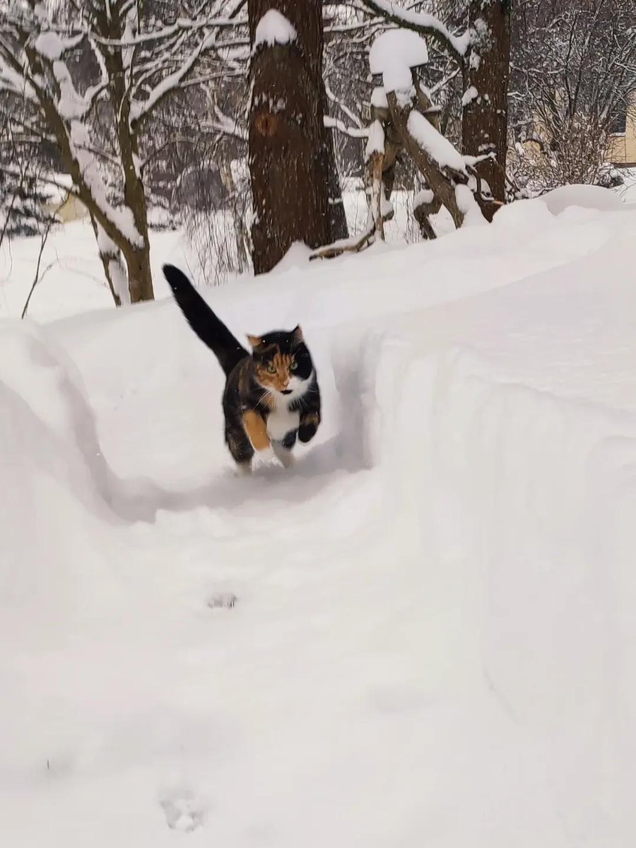 11.01.2026. 
Sniegi, sniga putināja,
Kaķiem ūsas kutināja....