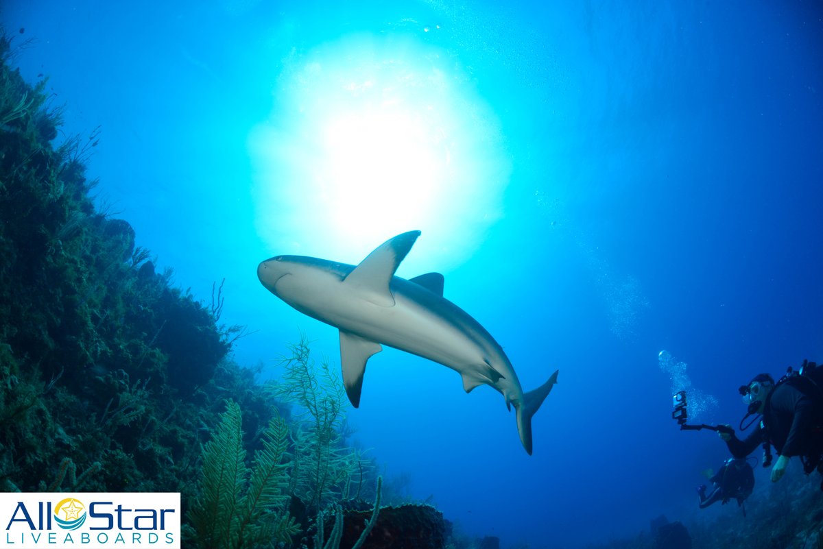 DiveASL's tweet image. Shark Sunday! 🦈
Brought to you from Jardines de la Reina in Cuba!

#allstarliveaboards #cuba #JardinesdelaReina #GardensoftheQueen #sharks #sharklove #caribbean #scuba #liveaboard #buceo #underwater #underwaterphotography  #diverlife #ilovediving #oceans