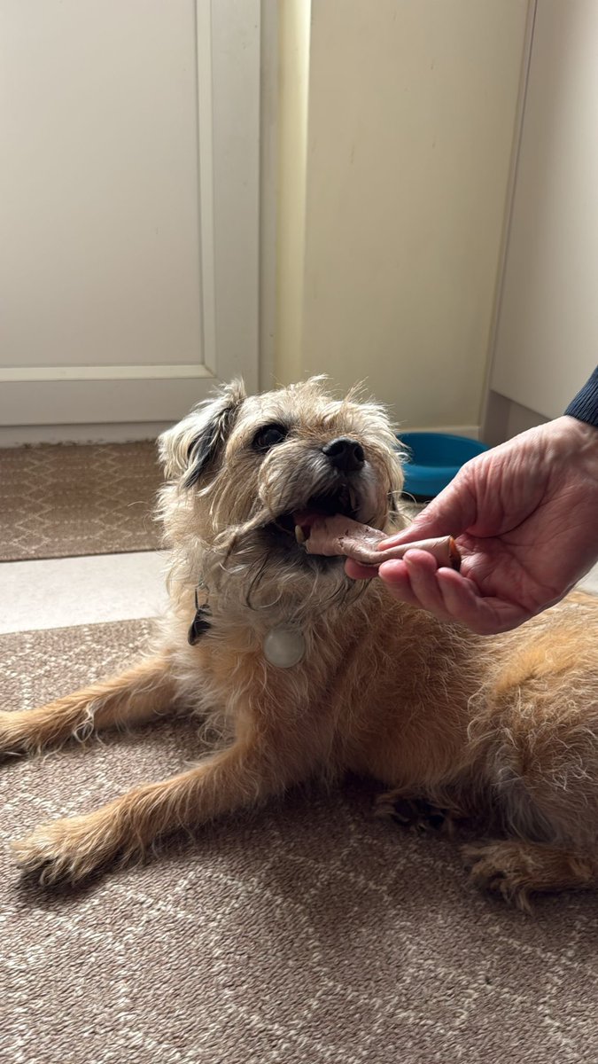 DuncanPickles's tweet image. Guess where I am pals… #DuncanPickles #dogsofX #btposse #sundaymotivation