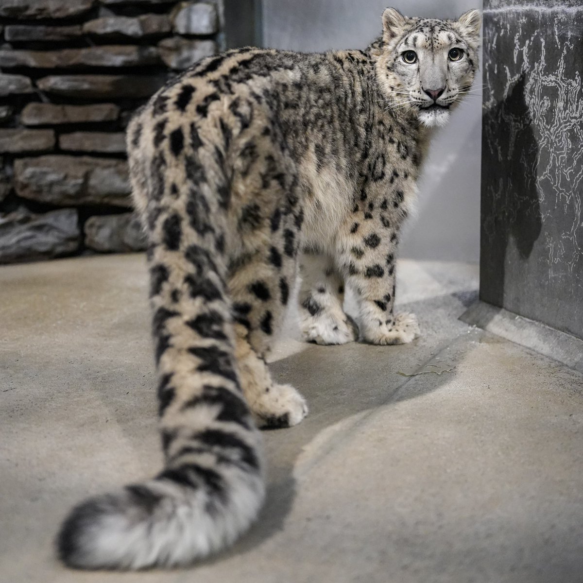 ん？？

 #いしかわ動物園
 #ユキヒョウ
 #ヒメル
📷260108