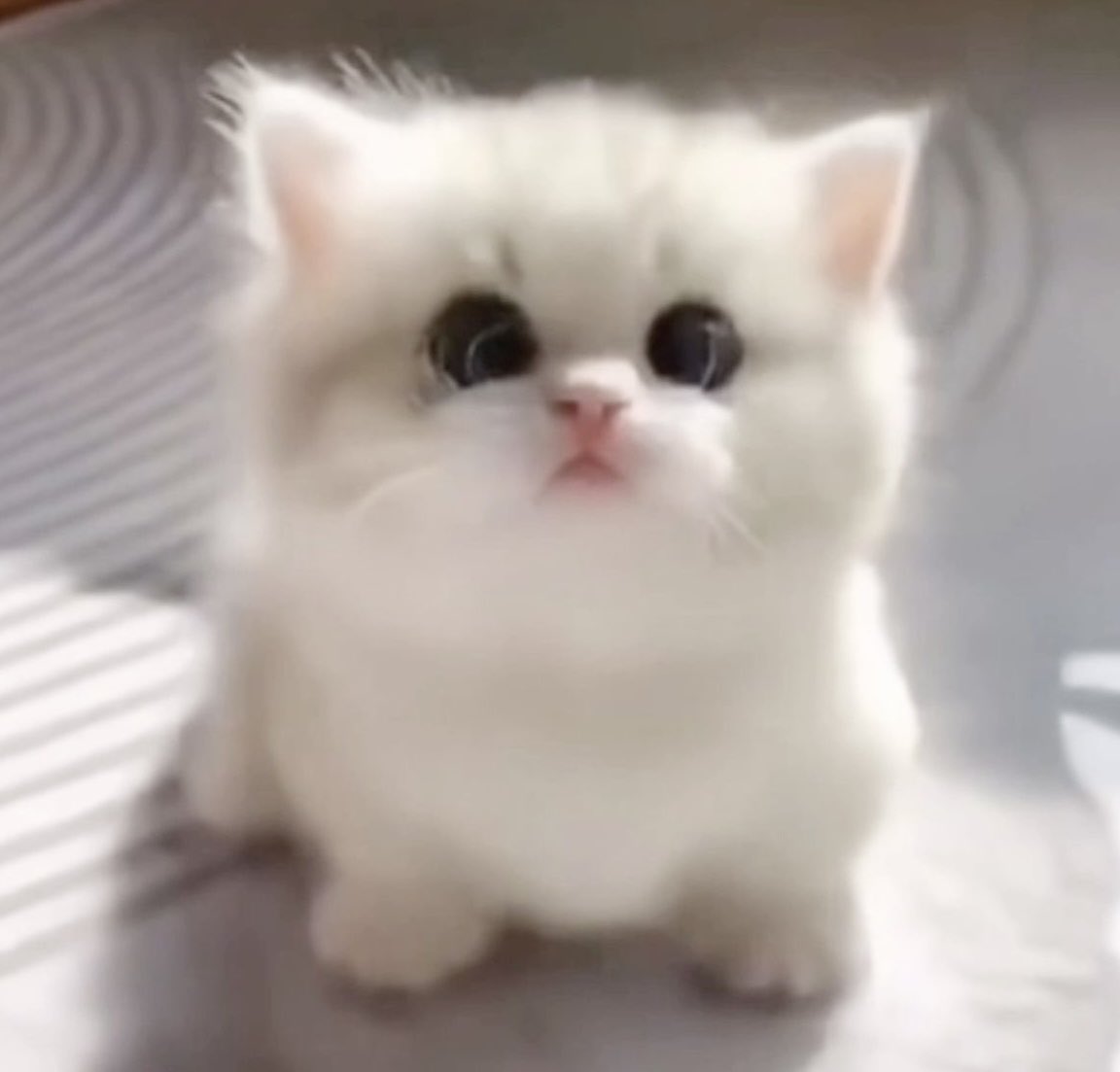 lnthurdae's tweet image. ミ^o̶̶̷̤⤙o̴̶̷̤^ミ👼🏻🤍🐈🪽⊹ ₊˚.