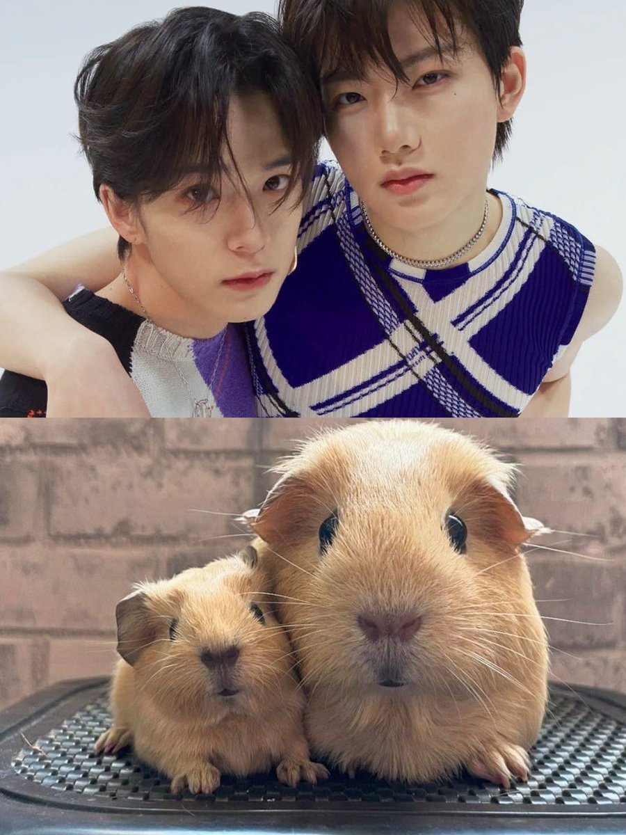 기니피그 아사히 (@osakaguineaclub) on Twitter photo 