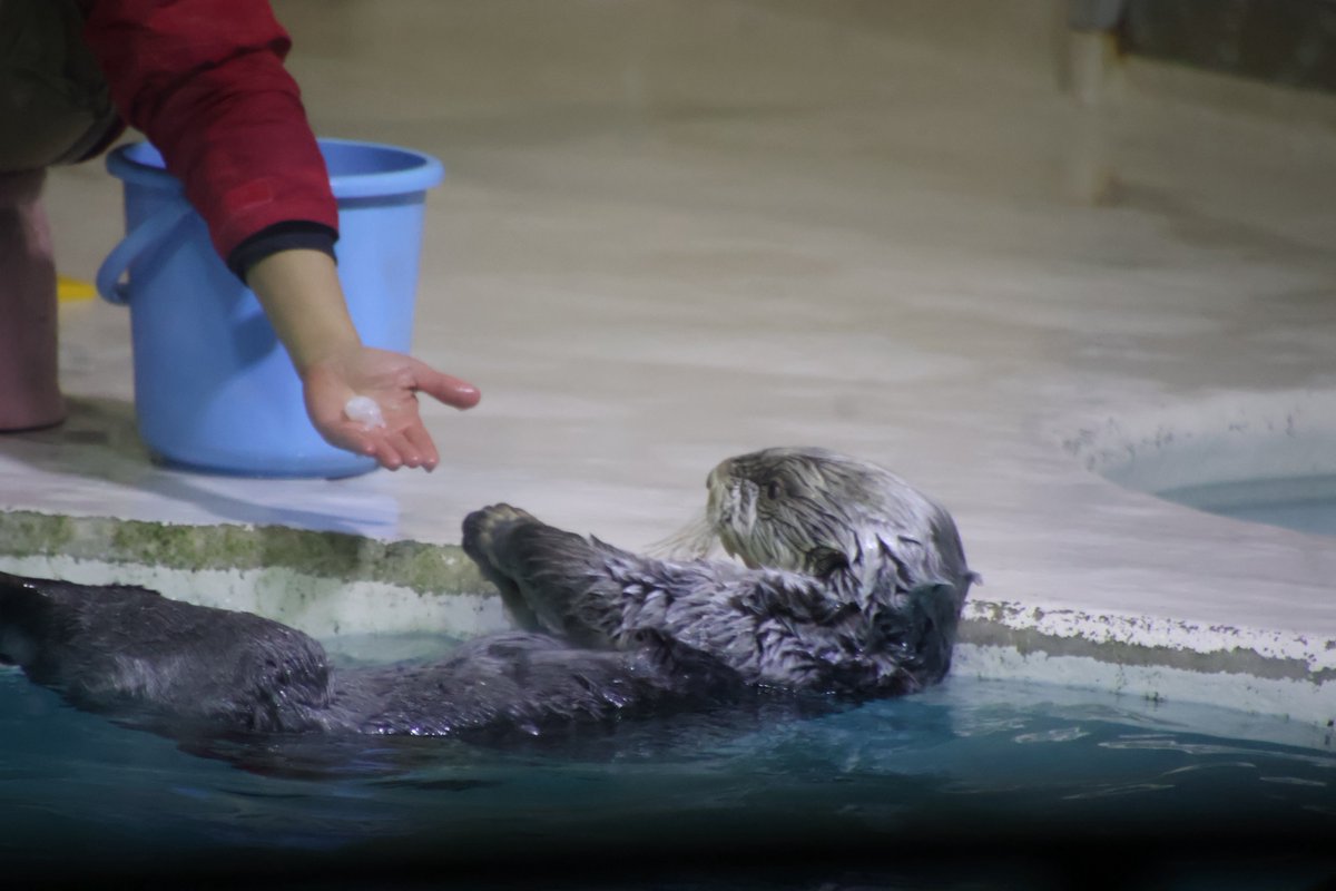 ラッコのキラちゃん