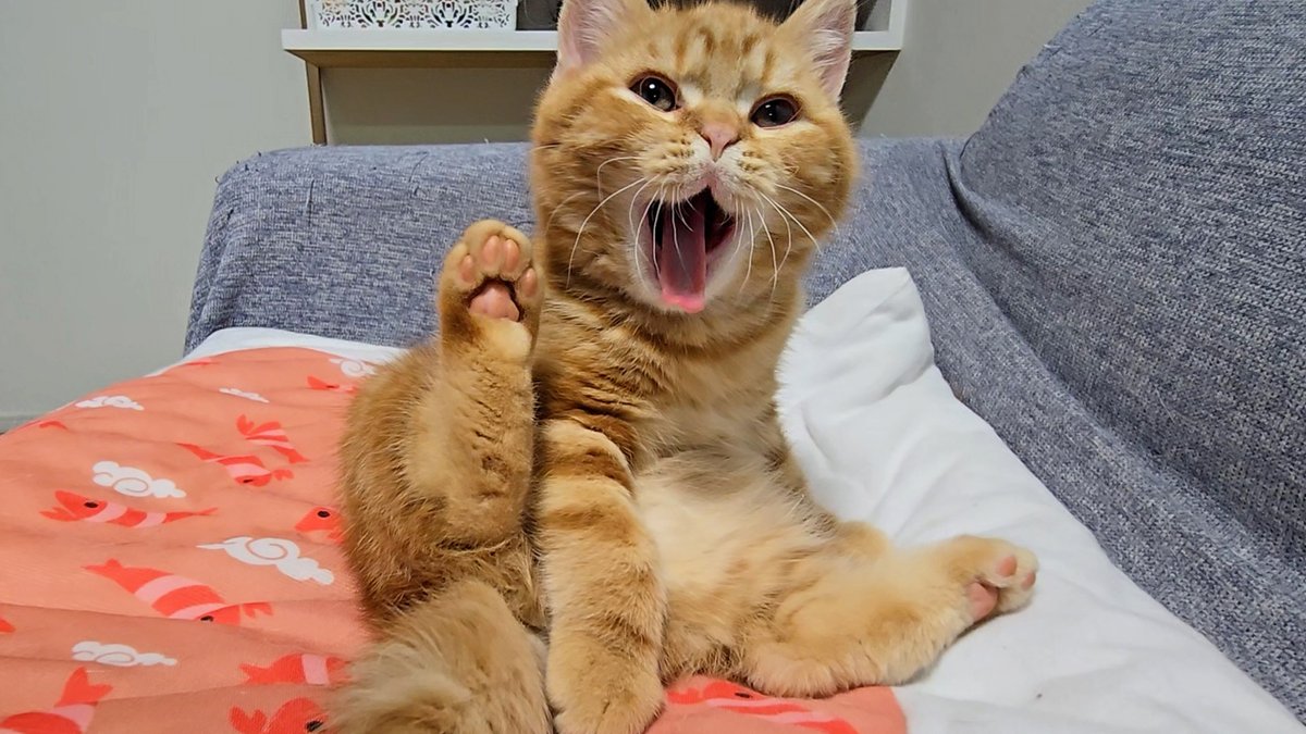 犬と猫の親バカ日記 tweet media