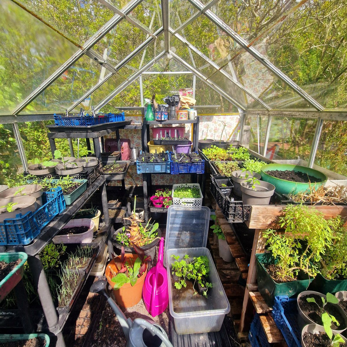 🌱Lovely_Plot 💅🇵🇱🇬🇧🪷🐞🐝 tweet media