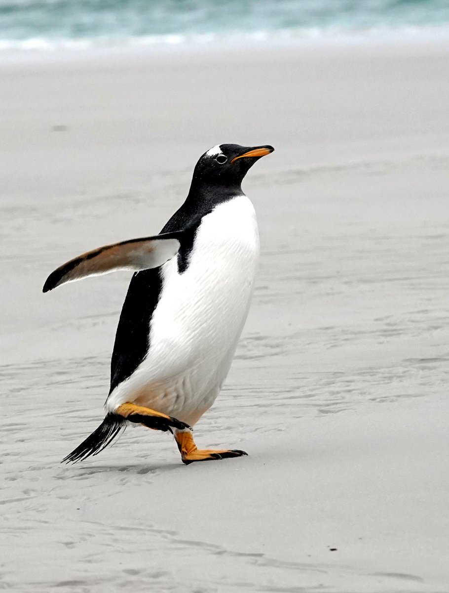 Neil Donaghy tweet media