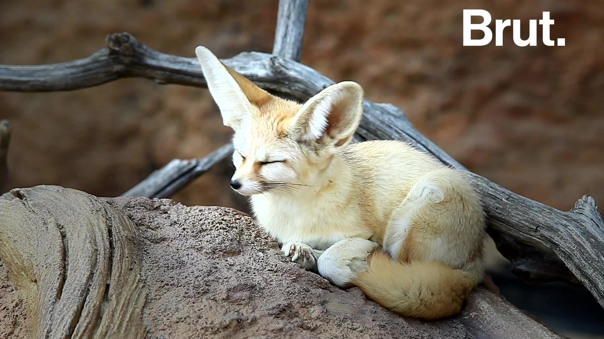Fennec Every Hour! (@fenneceveryhr) on Twitter photo 