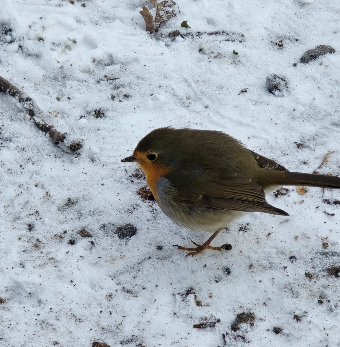 peter_murmann's tweet image. Robin on ice...